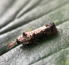 Attēlu rezultāti vaicājumam “Hedya salicella”