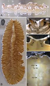 Attēlu rezultāti vaicājumam “Comatricha elegans var. microspora”