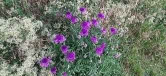 Attēlu rezultāti vaicājumam “Centaurea scabiosa flower”