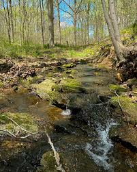 Attēlu rezultāti vaicājumam “Rhizomnium punctatum sporophyte”