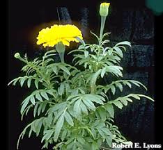 Attēlu rezultāti vaicājumam “Tagetes leaf”