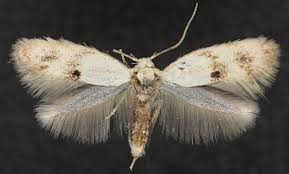 Attēlu rezultāti vaicājumam “Elachista maculicerusella”