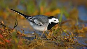 Image result for Motacilla alba