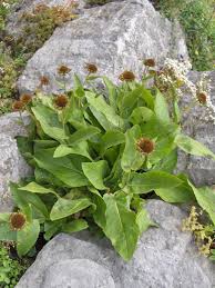 Image result for Telekia speciosa