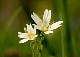Attēlu rezultāti vaicājumam “Stellaria holostea flower”