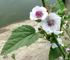 Image result for Althaea officinalis