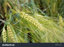 Image result for Secale cereale