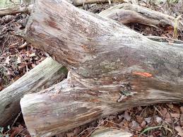 Attēlu rezultāti vaicājumam “Enteridium olivaceum”