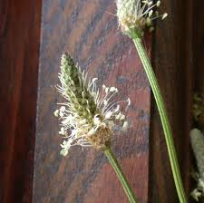Attēlu rezultāti vaicājumam “Plantago lanceolata”