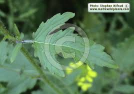 Attēlu rezultāti vaicājumam “Sinapis alba leaf”