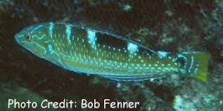 Image result for Halichoeres radiatus