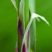 Attēlu rezultāti vaicājumam “Calamagrostis purpurea fruit”