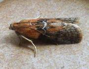 Attēlu rezultāti vaicājumam “Sciota adelphella”