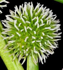 Attēlu rezultāti vaicājumam “Sparganium minimum flower”