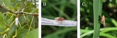 Attēlu rezultāti vaicājumam “Aphrophoridae imago”