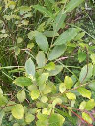 Attēlu rezultāti vaicājumam “Salix cinerea”