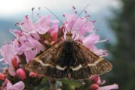 Attēlu rezultāti vaicājumam “Pyrausta cingulata”