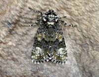 Attēlu rezultāti vaicājumam “Craniophora ligustri imago”