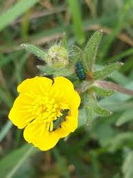 Attēlu rezultāti vaicājumam “Ranunculus bulbosus flower”