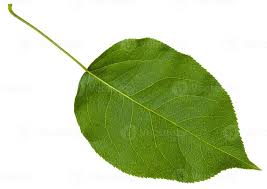 Attēlu rezultāti vaicājumam “Cerasus leaf”