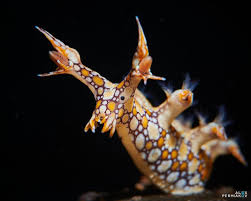 ผลการค้นหารูปภาพสำหรับ Bornella Anguilla