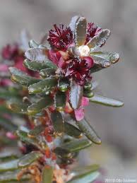 Attēlu rezultāti vaicājumam “Empetrum nigrum”