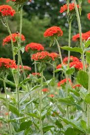 Attēlu rezultāti vaicājumam “Silene chalcedonica leaf”