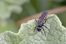 Attēlu rezultāti vaicājumam “Anoplius viaticus”