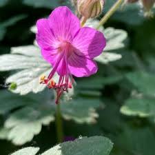 Image result for Storchschnäbel