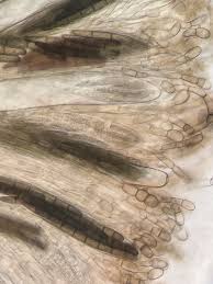 Attēlu rezultāti vaicājumam “Geoglossum sp.”