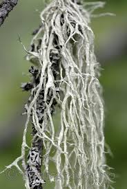 Attēlu rezultāti vaicājumam “Evernia divaricata”