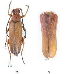 Attēlu rezultāti vaicājumam “Rhamnusium bicolor”