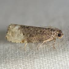 Attēlu rezultāti vaicājumam “Hedya nubiferana”