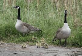 Attēlu rezultāti vaicājumam “Branta canadensis adult”