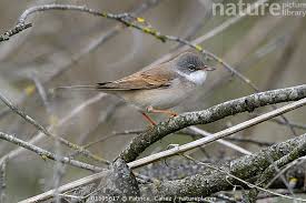 Attēlu rezultāti vaicājumam “Sylvia communis”