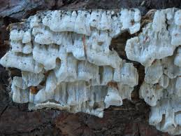 Attēlu rezultāti vaicājumam “Antrodia xantha”