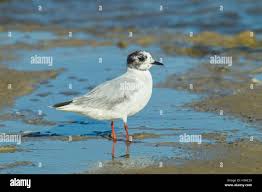 Attēlu rezultāti vaicājumam “Larus minutus”