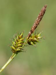 Attēlu rezultāti vaicājumam “Carex hostiana”