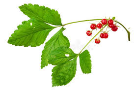 Attēlu rezultāti vaicājumam “Rubus saxatilis fruit”