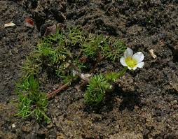 Attēlu rezultāti vaicājumam “Batrachium circinatum flower”