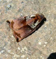 Attēlu rezultāti vaicājumam “Archips podana female”