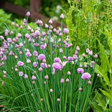 Résultat de recherche d'images pour "Allium fistulosum"