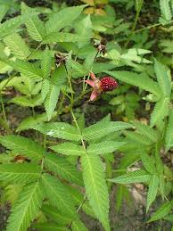 Attēlu rezultāti vaicājumam “Rubus illecebrosus fruit”