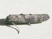 Attēlu rezultāti vaicājumam “Epermeniidae”