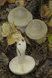 Attēlu rezultāti vaicājumam “Clitocybe nebularis”