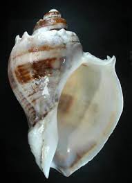 Image result for Melongena corona