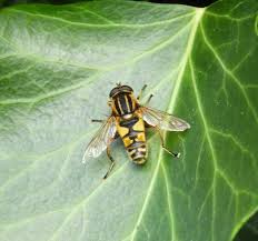 Attēlu rezultāti vaicājumam “Helophilus sp.”