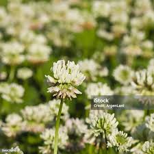 Attēlu rezultāti vaicājumam “Trifolium repens flower”