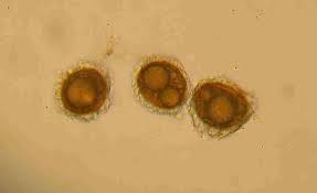 Attēlu rezultāti vaicājumam “Ephemerum serratum”