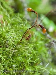 Attēlu rezultāti vaicājumam “Leptobryum pyriforme”